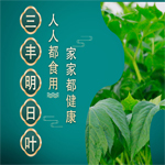 為什么說(shuō)明日葉是“探測(cè)儀”